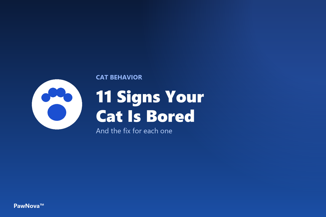 Signs your cat is bored cover
